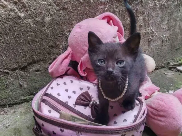 Gato ra a Sem definicao siamês  idade 2 a 6 meses nome Sem nomes