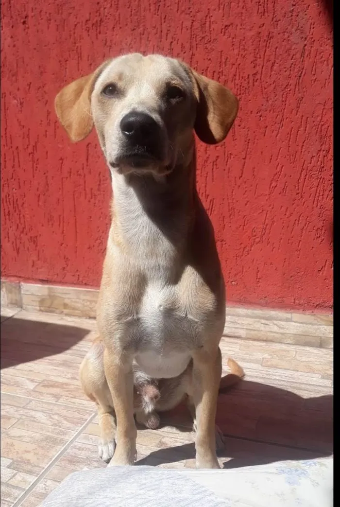 Cachorro ra a Indefinido  idade 2 anos nome Marley