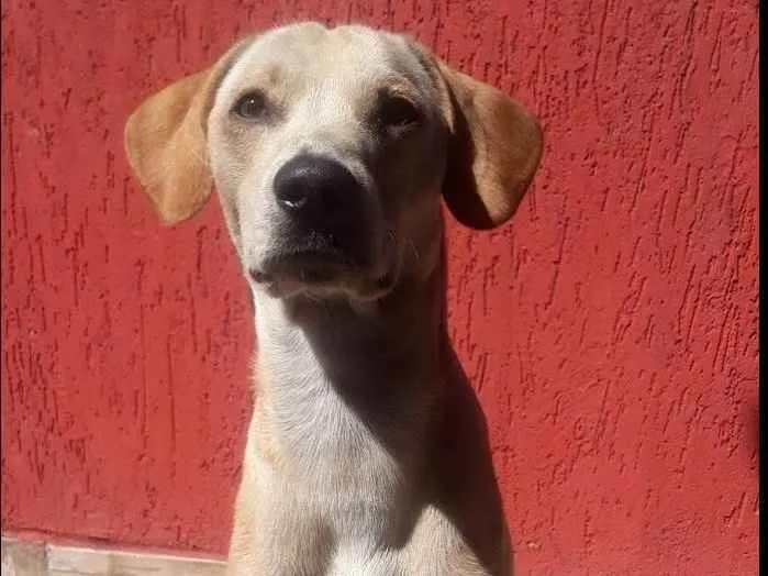 Cachorro ra a Indefinido  idade 2 anos nome Marley