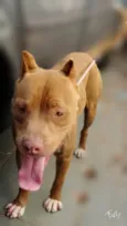 Cachorro raça PITBULL idade 2 anos nome BRAD PITT