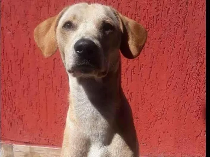 Cachorro ra a Indefinido  idade 2 anos nome Marley