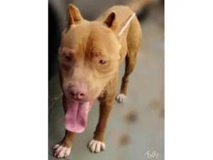 Cachorro raça PITBULL idade 2 anos nome BRAD PITT
