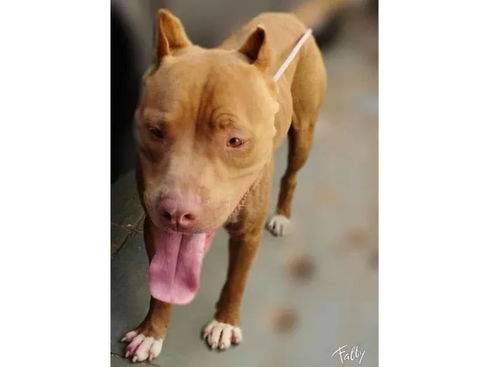 Cachorro raça PITBULL idade 2 anos nome BRAD PITT