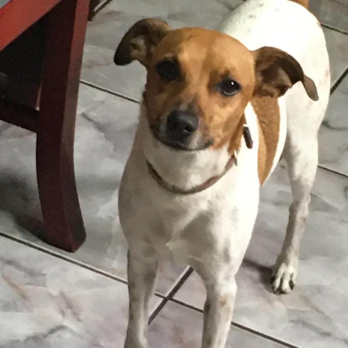 Cachorro ra a Fox paulistinha  idade 6 ou mais anos nome Bob