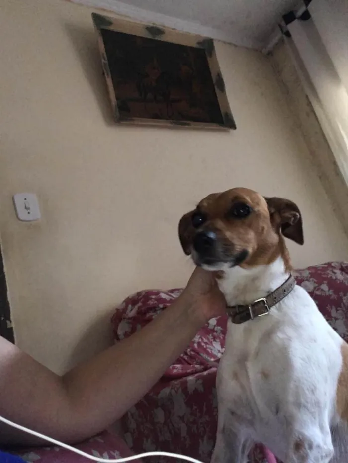 Cachorro ra a Fox paulistinha  idade 6 ou mais anos nome Bob