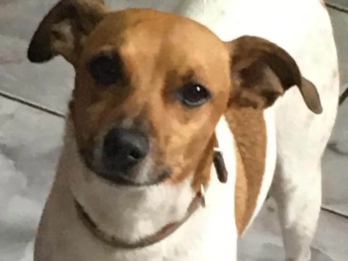 Cachorro ra a Fox paulistinha  idade 6 ou mais anos nome Bob