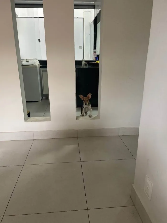 Cachorro raça SRD idade 2 a 6 meses nome Farofa 