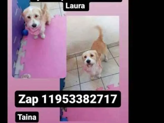 Cachorro ra a Srd idade 2 anos nome Laura