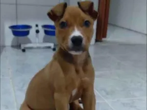 Cachorro raça Srd idade Abaixo de 2 meses nome Freddie