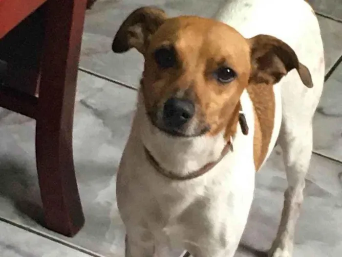 Cachorro ra a Fox paulistinha  idade 6 ou mais anos nome Bob
