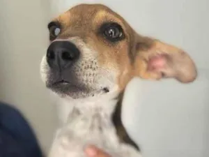 Cachorro raça SRD idade 2 a 6 meses nome Farofa 