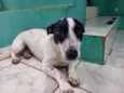 Cachorro raça SRD idade 1 ano nome IRIS