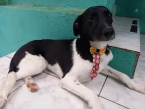 Cachorro raça SRD idade 1 ano nome Caco