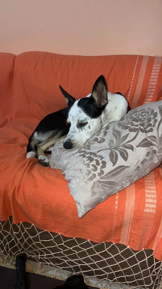 Cachorro raça Srd idade 2 anos nome Cristal