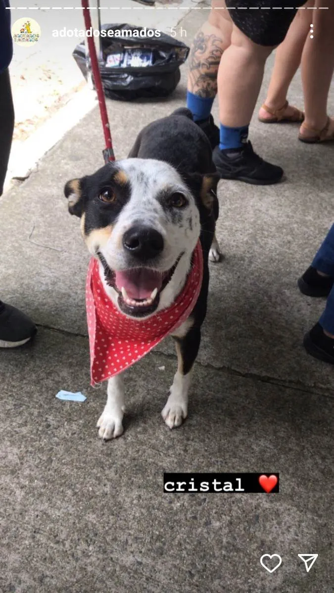 Cachorro raça Srd idade 2 anos nome Cristal