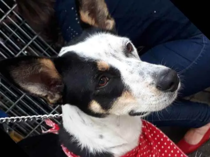 Cachorro raça Srd idade 2 anos nome Cristal