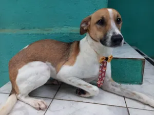 Cachorro raça SRD idade 7 a 11 meses nome Igor