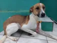 Cachorro raça SRD idade 7 a 11 meses nome Igor