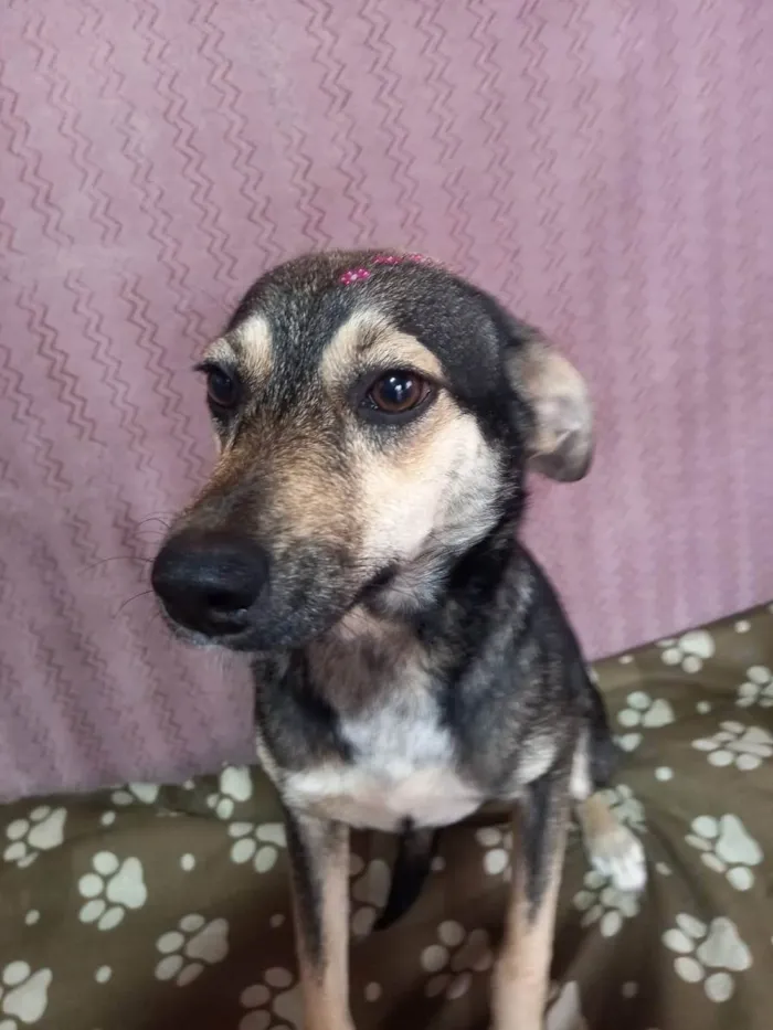 Cachorro raça SRd idade 1 ano nome Mia