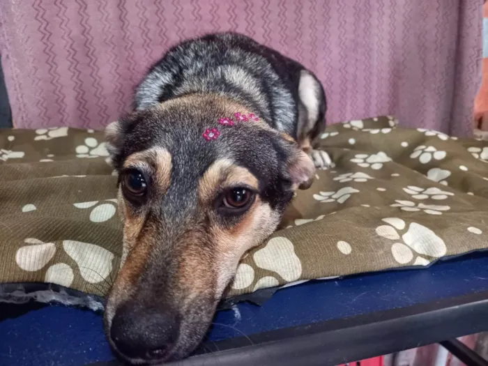 Cachorro raça SRd idade 1 ano nome Mia