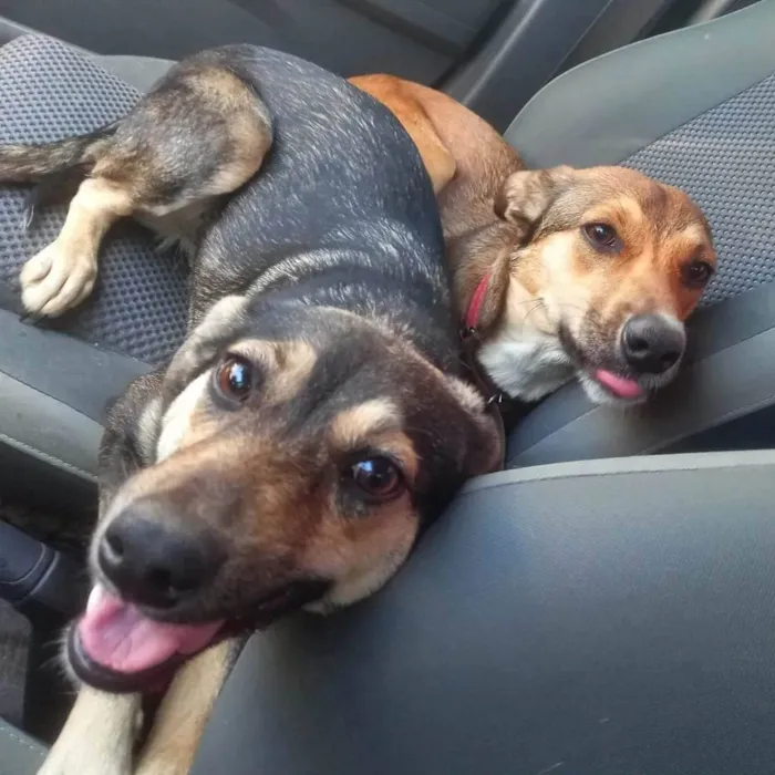 Cachorro raça SRd idade 1 ano nome Mia