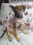 Belinha