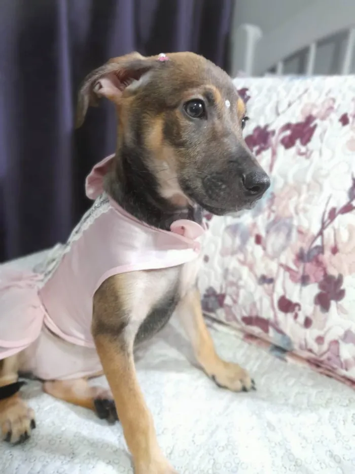 Cachorro ra a SRD idade 2 a 6 meses nome Belinha