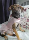 Belinha