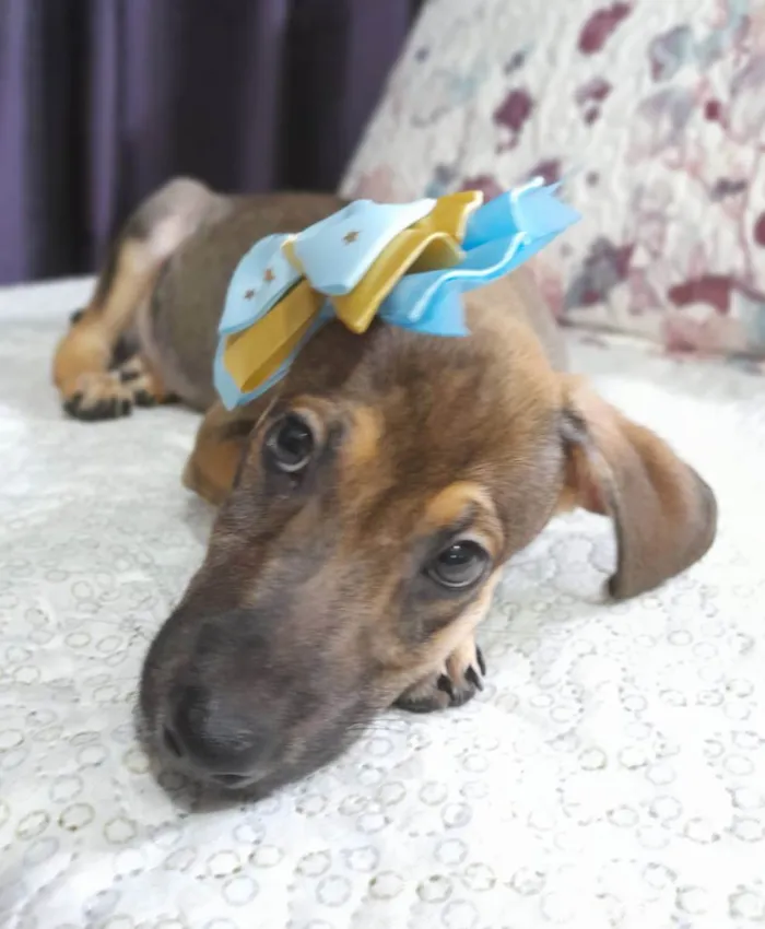 Cachorro ra a SRD idade 2 a 6 meses nome Belinha