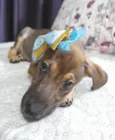 Belinha
