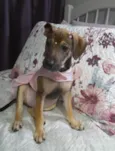 Belinha