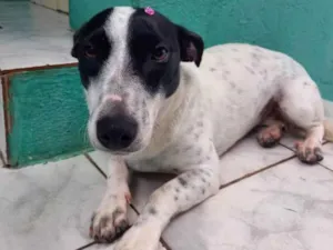 Cachorro raça SRD idade 1 ano nome IRIS