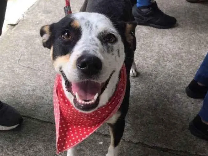 Cachorro raça Srd idade 2 anos nome Cristal