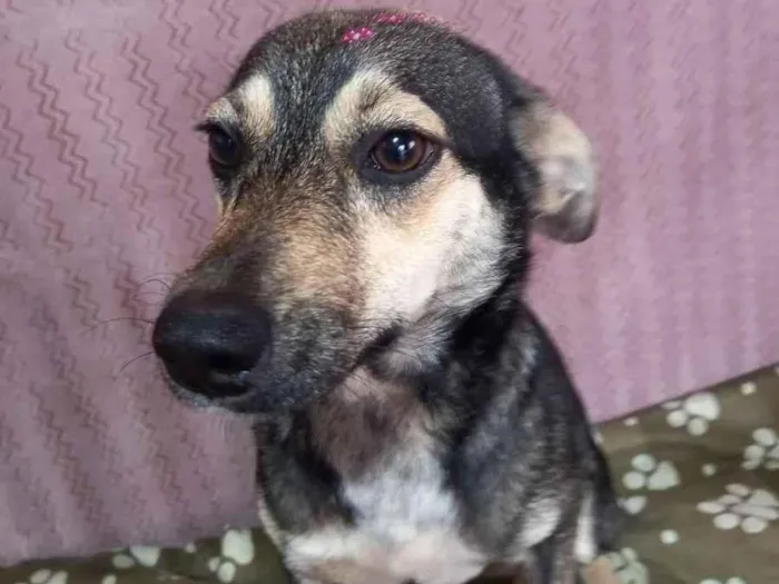 Cachorro raça SRd idade 1 ano nome Mia