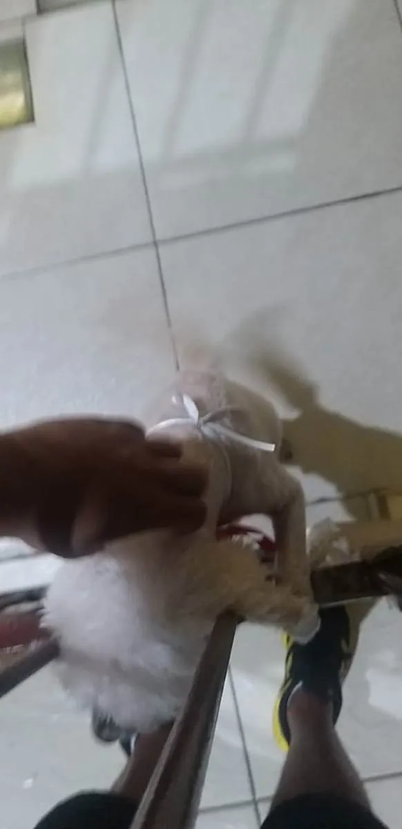 Cachorro ra a Vira lata idade 6 ou mais anos nome Lilo