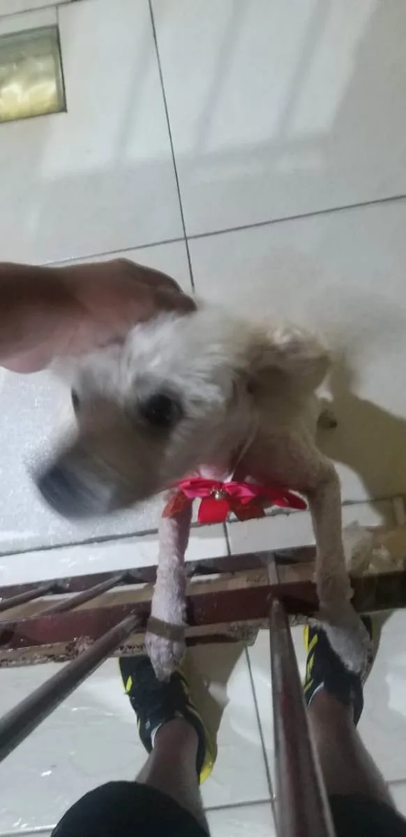 Cachorro ra a Vira lata idade 6 ou mais anos nome Lilo