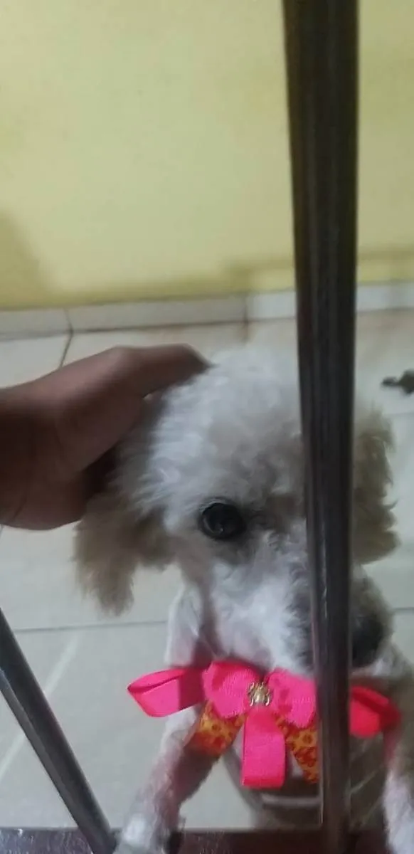 Cachorro ra a Vira lata idade 6 ou mais anos nome Lilo