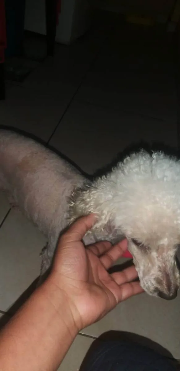 Cachorro ra a Vira lata idade 6 ou mais anos nome Lilo