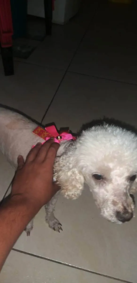 Cachorro ra a Vira lata idade 6 ou mais anos nome Lilo