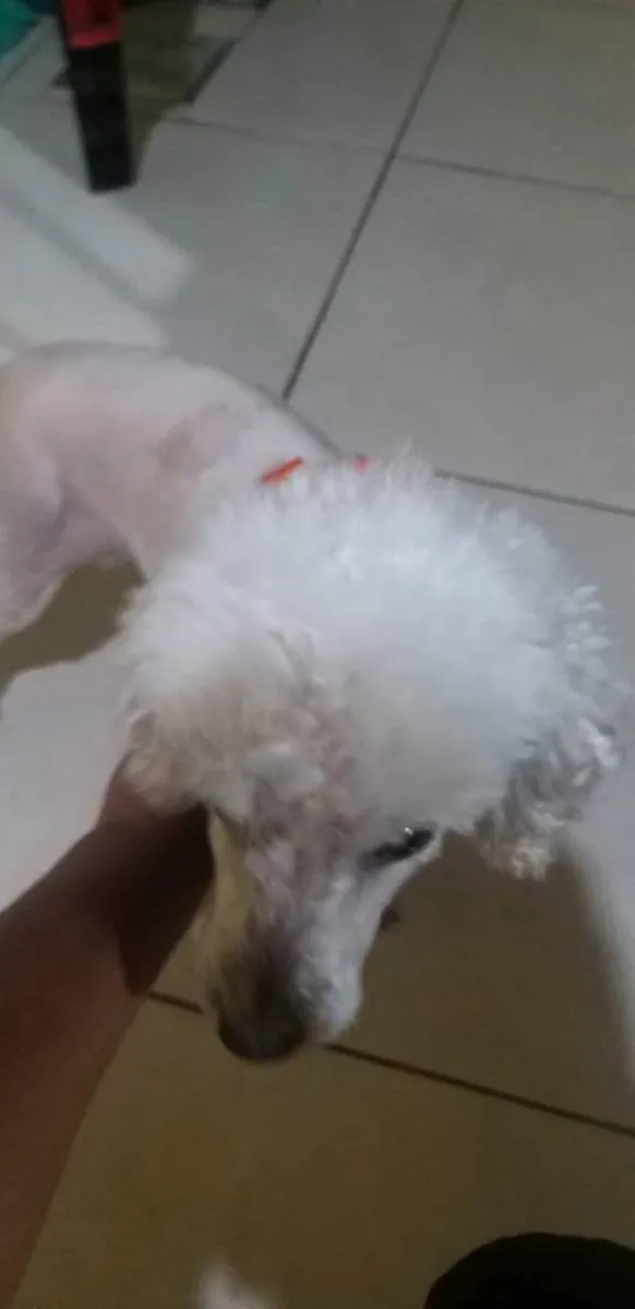 Cachorro ra a Vira lata idade 6 ou mais anos nome Lilo