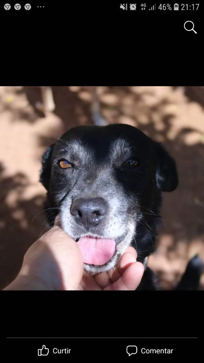 Cachorro raça SRD idade 6 ou mais anos nome Sarita