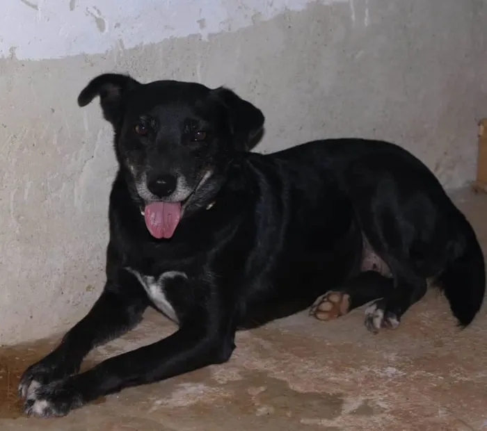 Cachorro raça SRD idade 6 ou mais anos nome Sarita