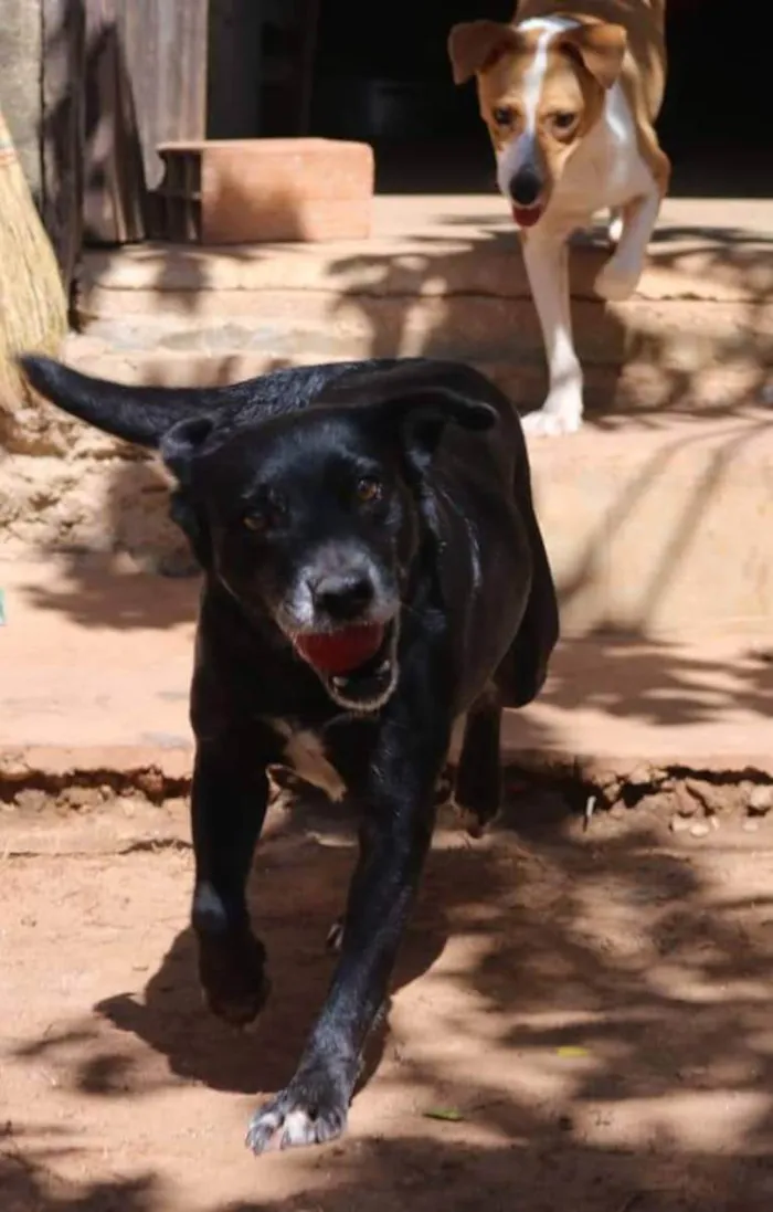Cachorro raça SRD idade 6 ou mais anos nome Sarita