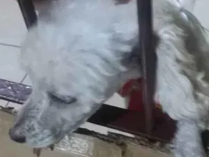 Cachorro raça Vira lata idade 6 ou mais anos nome Lilo