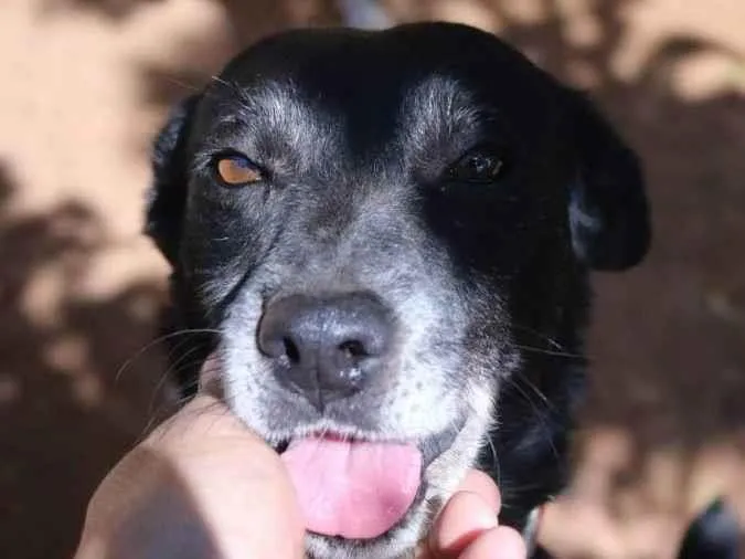 Cachorro raça SRD idade 6 ou mais anos nome Sarita