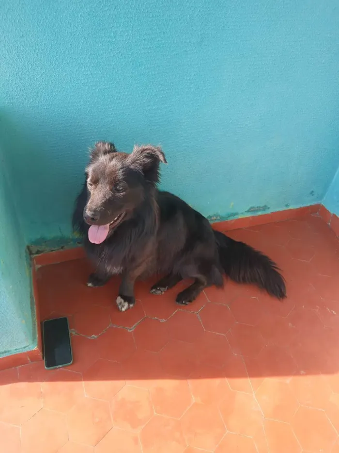 Cachorro ra a Mestiço Border Collie idade 1 ano nome Buster