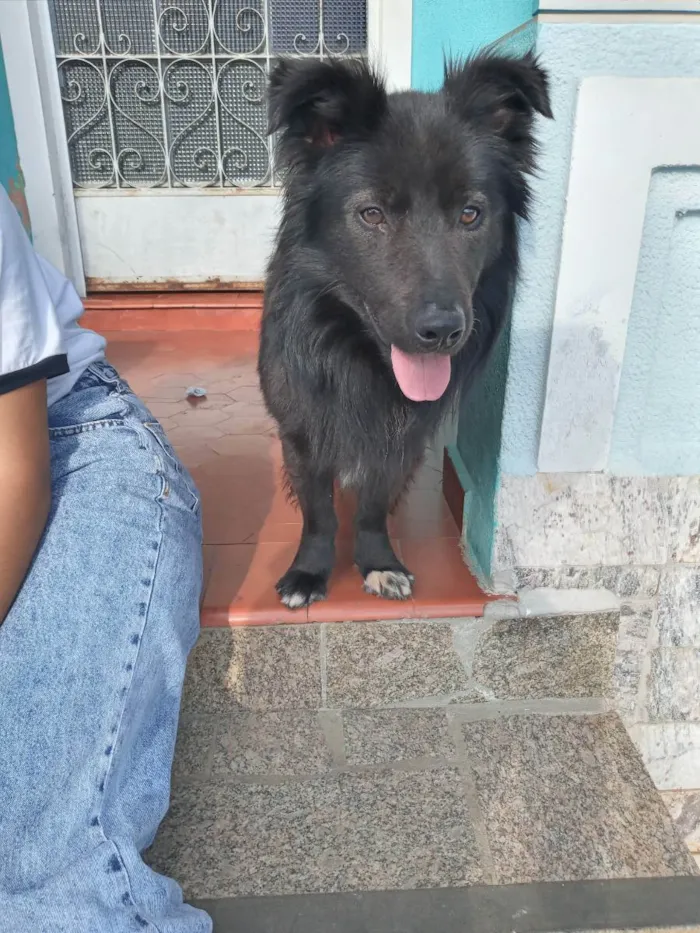 Cachorro ra a Mestiço Border Collie idade 1 ano nome Buster