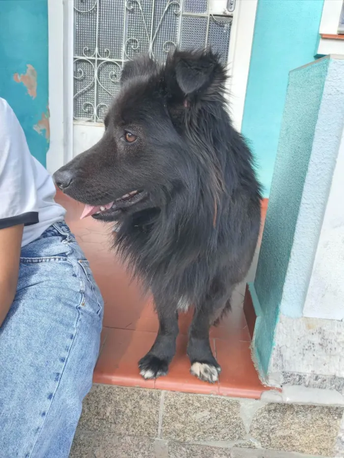 Cachorro ra a Mestiço Border Collie idade 1 ano nome Buster