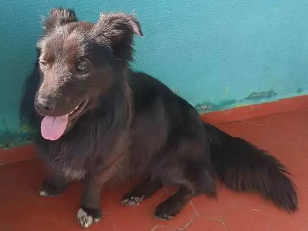 Cachorro ra a Mestiço Border Collie idade 1 ano nome Buster