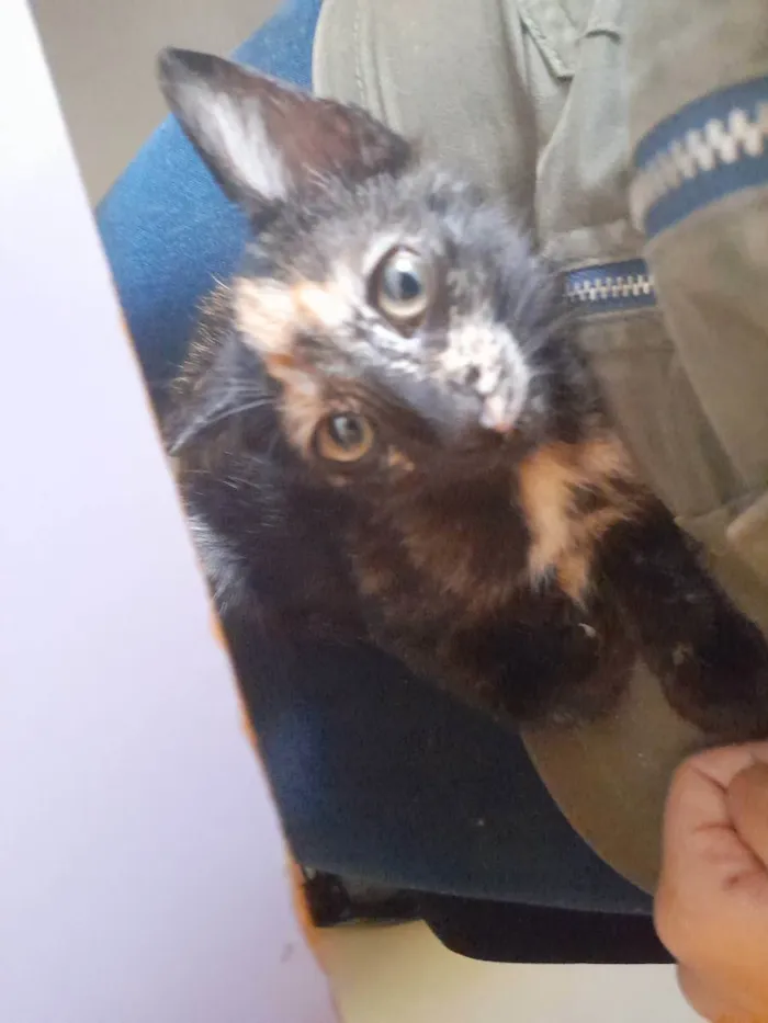 Gato ra a Sem raça definida SRD idade 2 a 6 meses nome Gatinhas sem nome